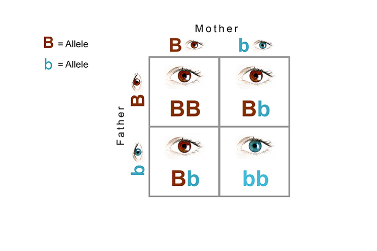 Punnet square diagram showing the dominant and recessive alleles